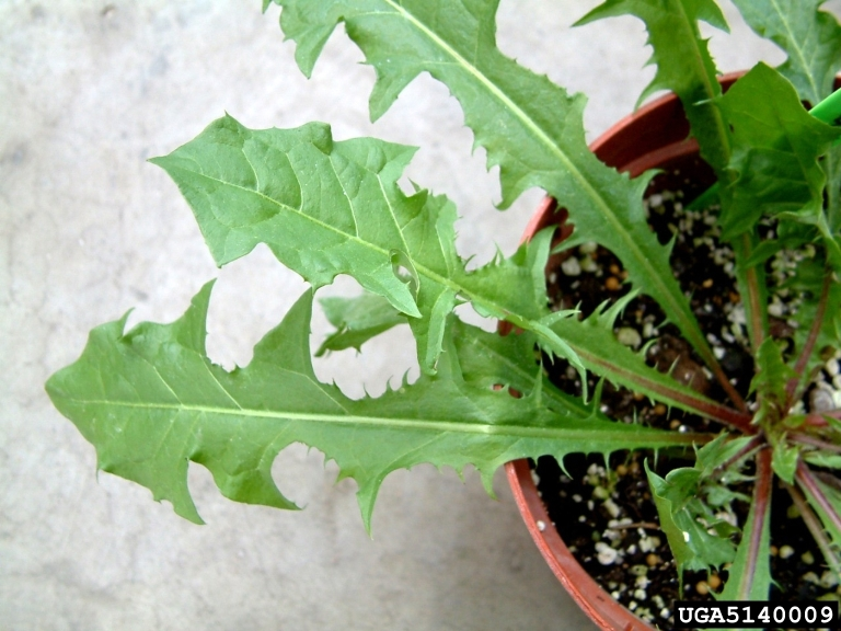 <p><span style="font-family: &quot;Calibri&quot;, sans-serif;"><strong>Asteraceae: </strong><em>Taraxacum officinale</em></span></p>
