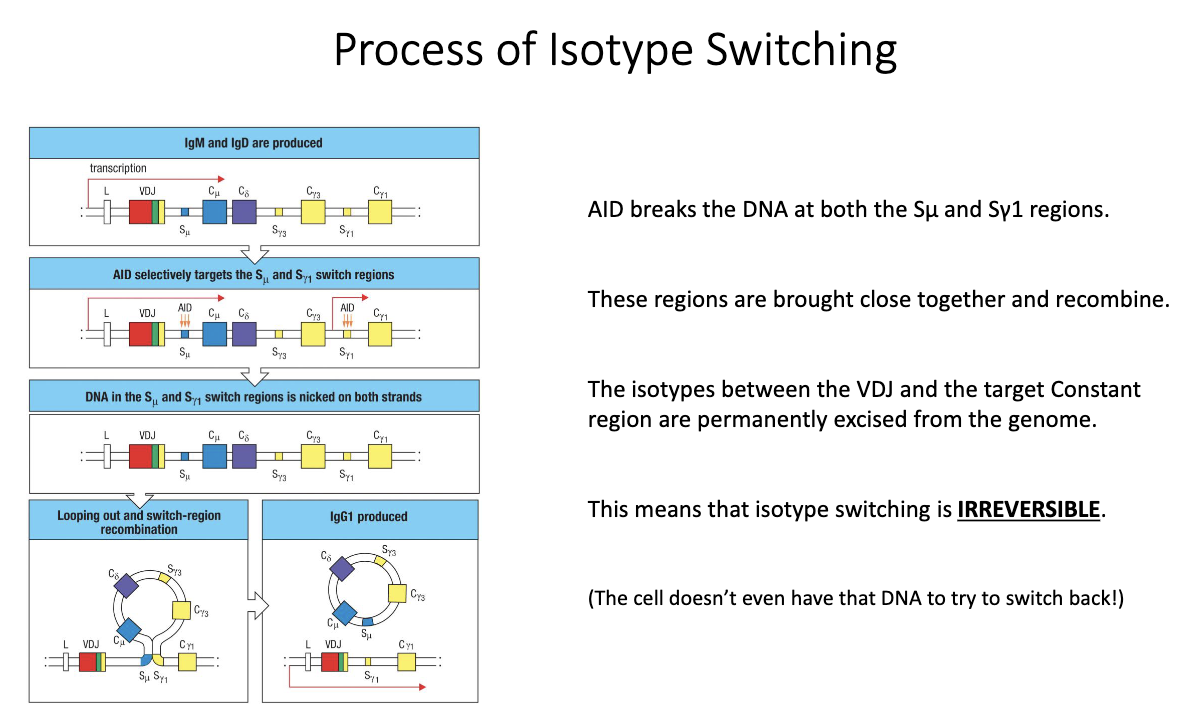 <ul><li><p class="isSelectedEnd"><span>Transcription begins upstream of </span><strong><span>VDJ</span></strong><span>, passing through </span><strong><span>IgM/IgD</span></strong><span>.</span></p></li><li><p class="isSelectedEnd"><strong><span>AID</span></strong><span> (upregulated after TFH help) introduces mutations/breaks in </span><strong><span>switch (S) regions</span></strong><span>.</span></p></li><li><p class="isSelectedEnd"><span>Cytokines determine </span><strong><span>which S region</span></strong><span> AID targets (e.g., IL-4 → Sγ1, IFN-γ → Sγ3).</span></p></li><li><p class="isSelectedEnd"><span>AID creates </span><strong><span>double-stranded breaks</span></strong><span> → DNA ends are joined; intervening DNA loops out as a </span><strong><span>switch circle</span></strong><span>.</span></p></li><li><p><span>New constant region is placed beside VDJ → </span><strong><span>irreversible isotype switch</span></strong><span>.</span></p></li></ul><p></p>