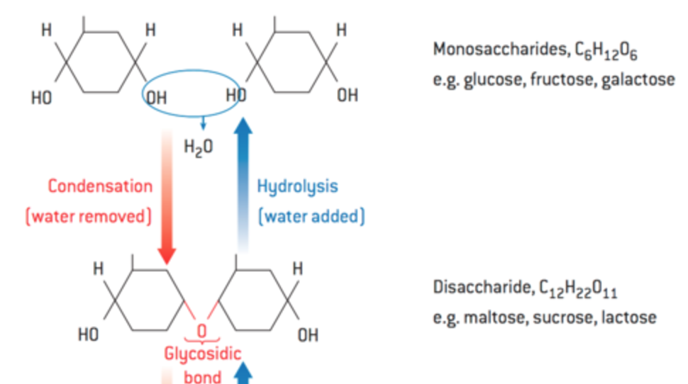 <p>condensation: two molecules combine, releasing a water molecule</p><p>hydrolysis: water added to break down a large molecule</p>