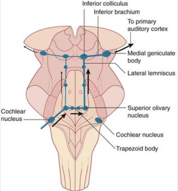 <p>Cochlear nuclei</p>
