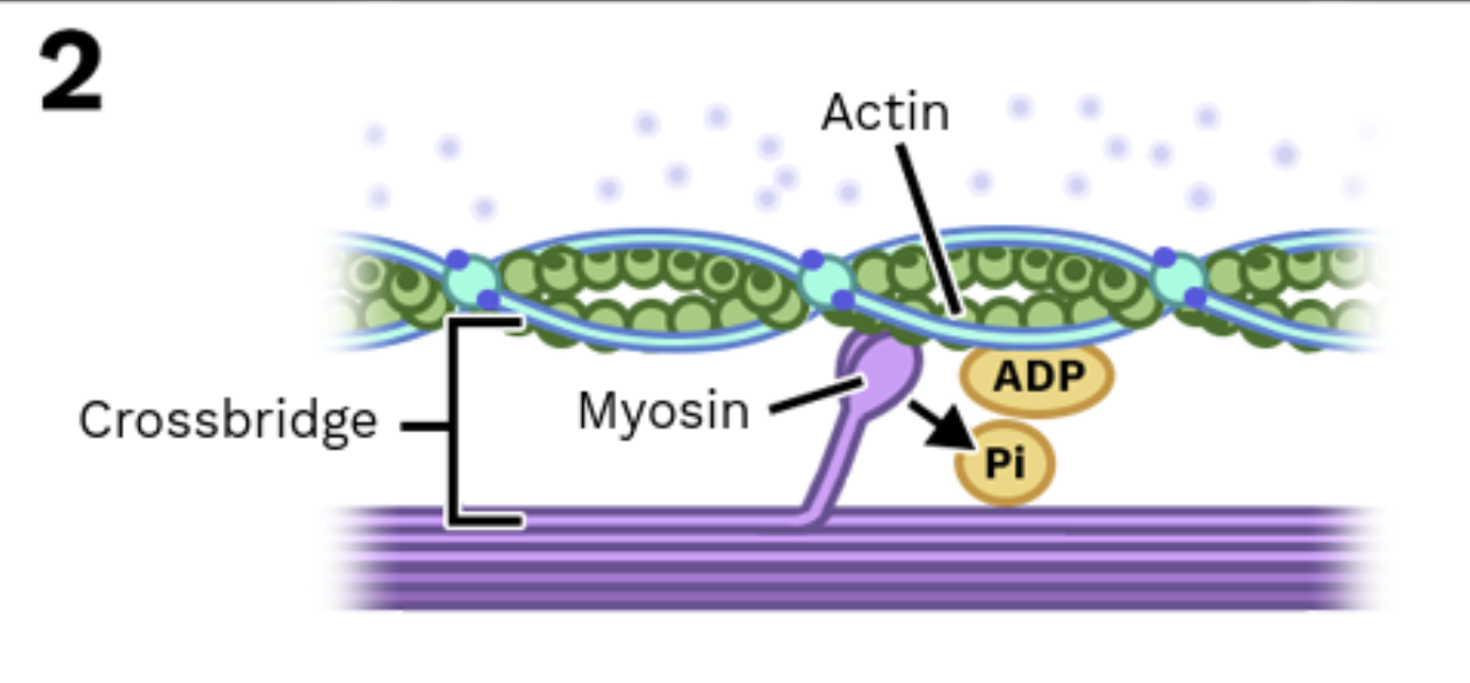 <p>Stage 2: Myosin grabs actin</p>
