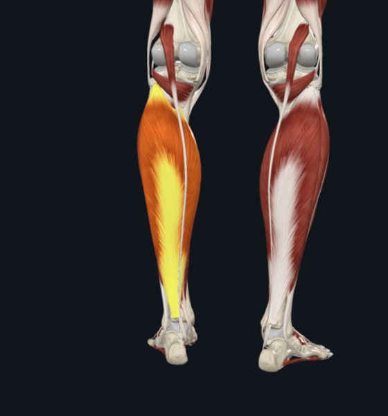 <p>name the yellow highlighted muscle</p>