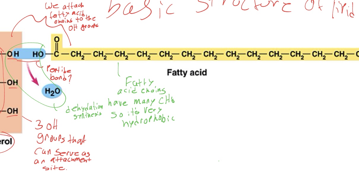 <p>whats the chemical structure of the fatty acid tail of the lipid</p>