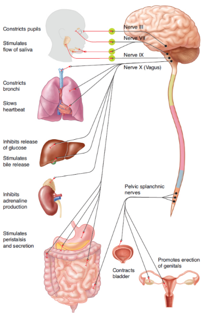 <p>conserve energy; resting and sleeping states; reduce heart rate and constrict the bronchi; manage digestion; manged by acetylcholine</p>