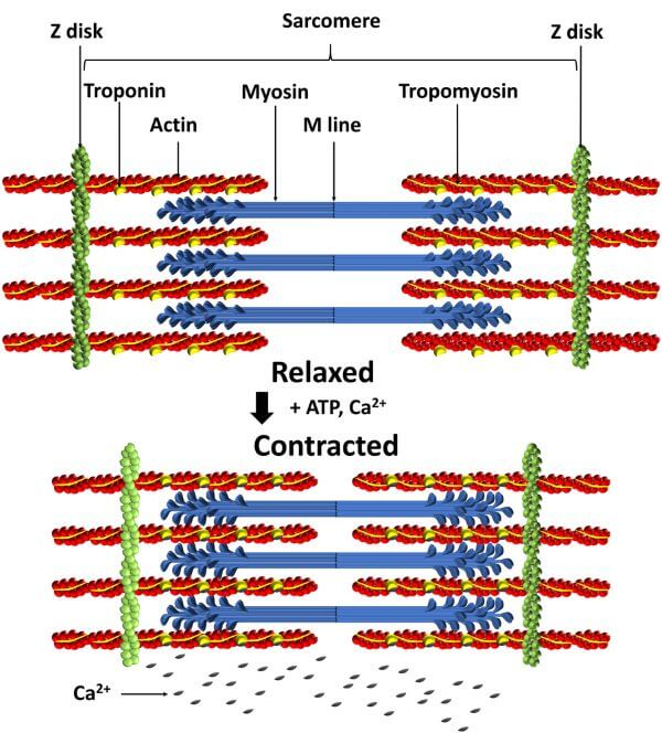 <p>What does the I band contain?</p>
