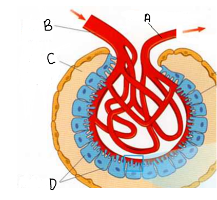 name structure B