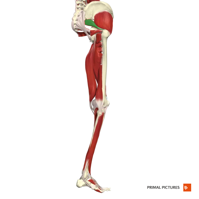 <p>Laterally rotates and abducts hip</p><p>Insertion:apex of the greater trochanter </p>