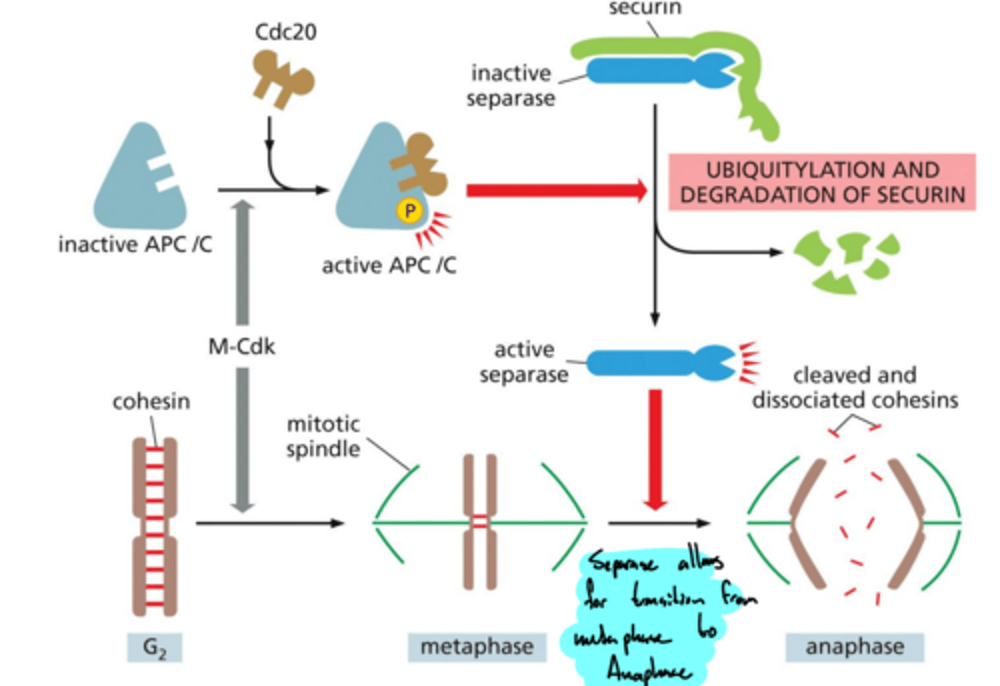 <p>How does APC/C activation lead to anaphase?</p>