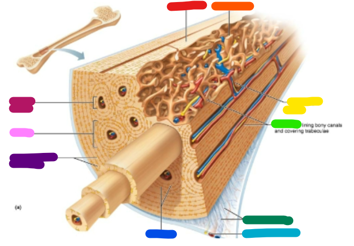 <p>Label dark green</p>