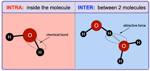 <ul><li><p>intra= inside the molecule</p></li><li><p>inter= between 2 molecules</p></li></ul><p></p>