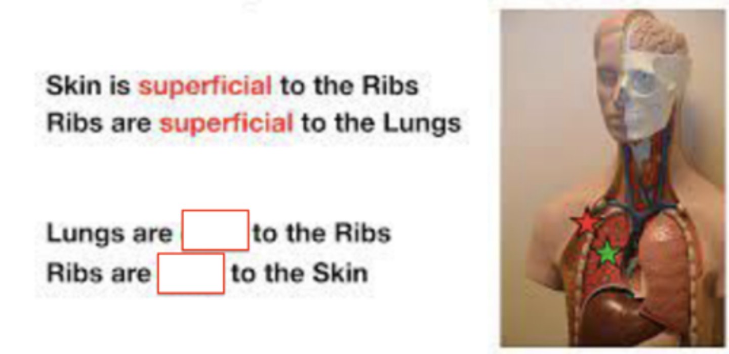 <p>more internal to body</p>