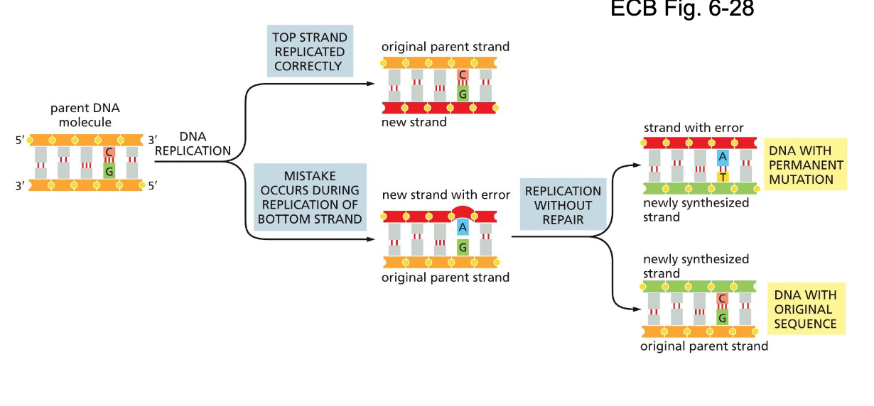 <p>If mistakes are not corrected, it will lead to permanent mutations as the strand divides again</p>