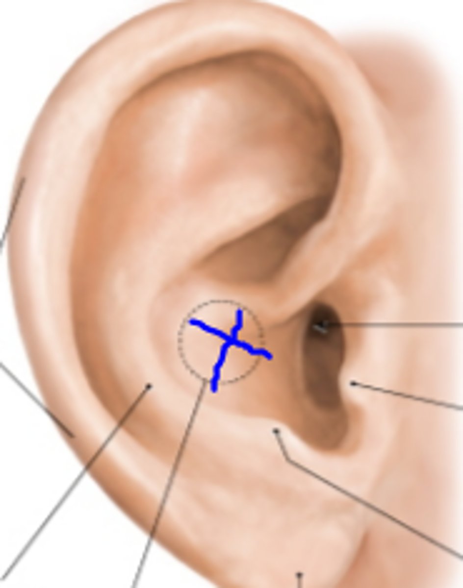 <p>the concave shell of the ear; the deepest depression of the ear</p>