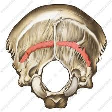 <p>occipital bone</p>