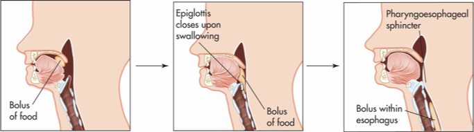 <p>round mass of food that has been chewed to the point of swallowing </p><p></p>