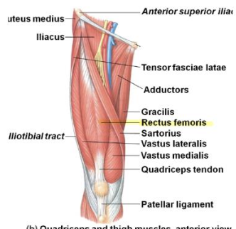 <p>Rectus Femoris - Flexor</p><p>I</p>