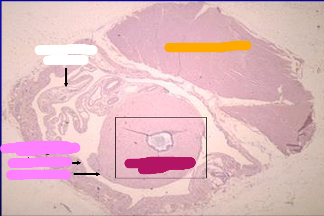 <p>Identify the cut:</p><p>Identify the structure:</p><p>Specie:</p><p>Stain used:</p><p>Orange:</p><p>White:</p><p>Pink:</p><p>Magenta:</p>