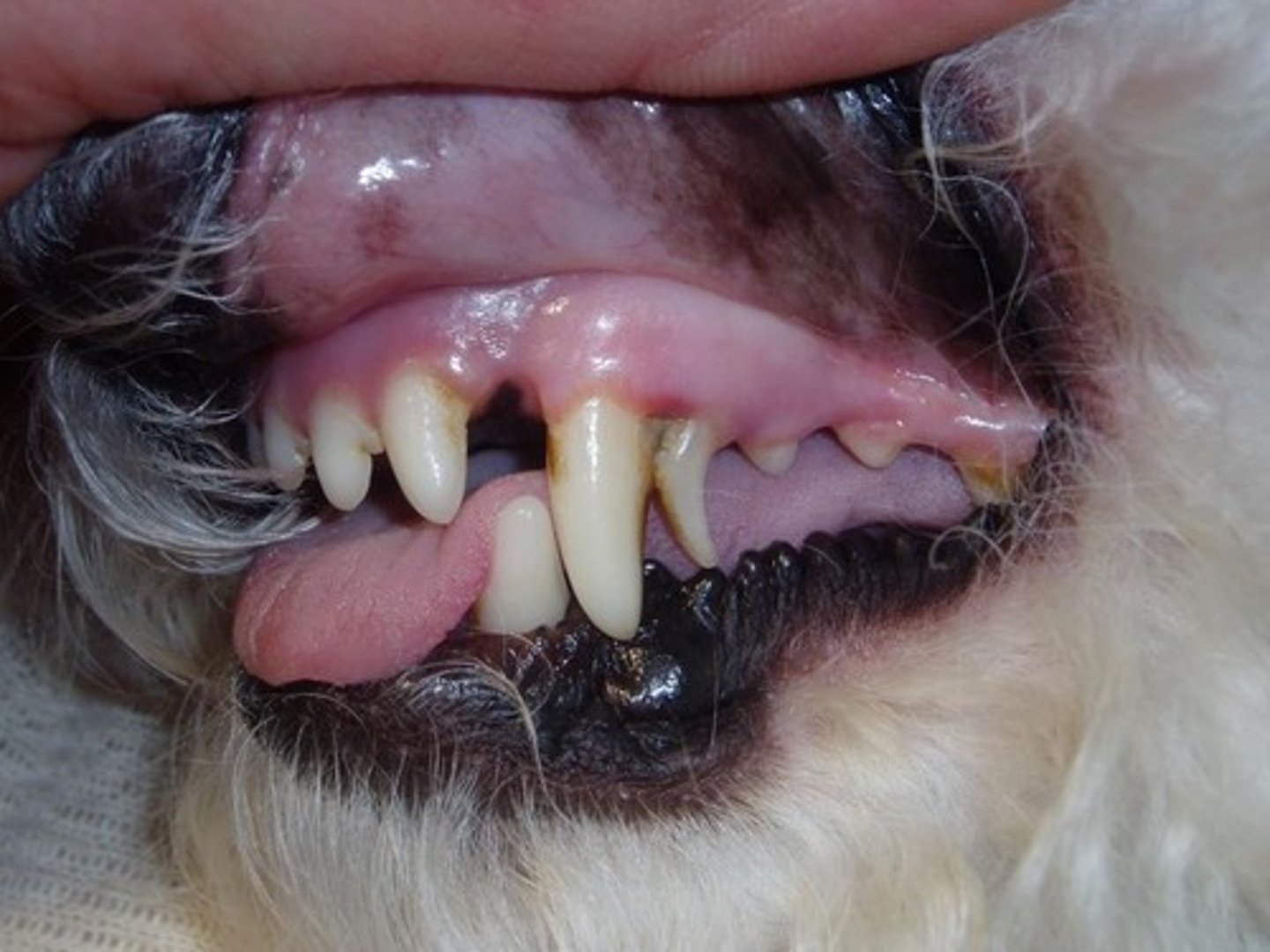 <p>"Baby teeth"</p><p>Retained more commonly in small breeds</p><p>Usually extracted at time of spay/neuter</p>