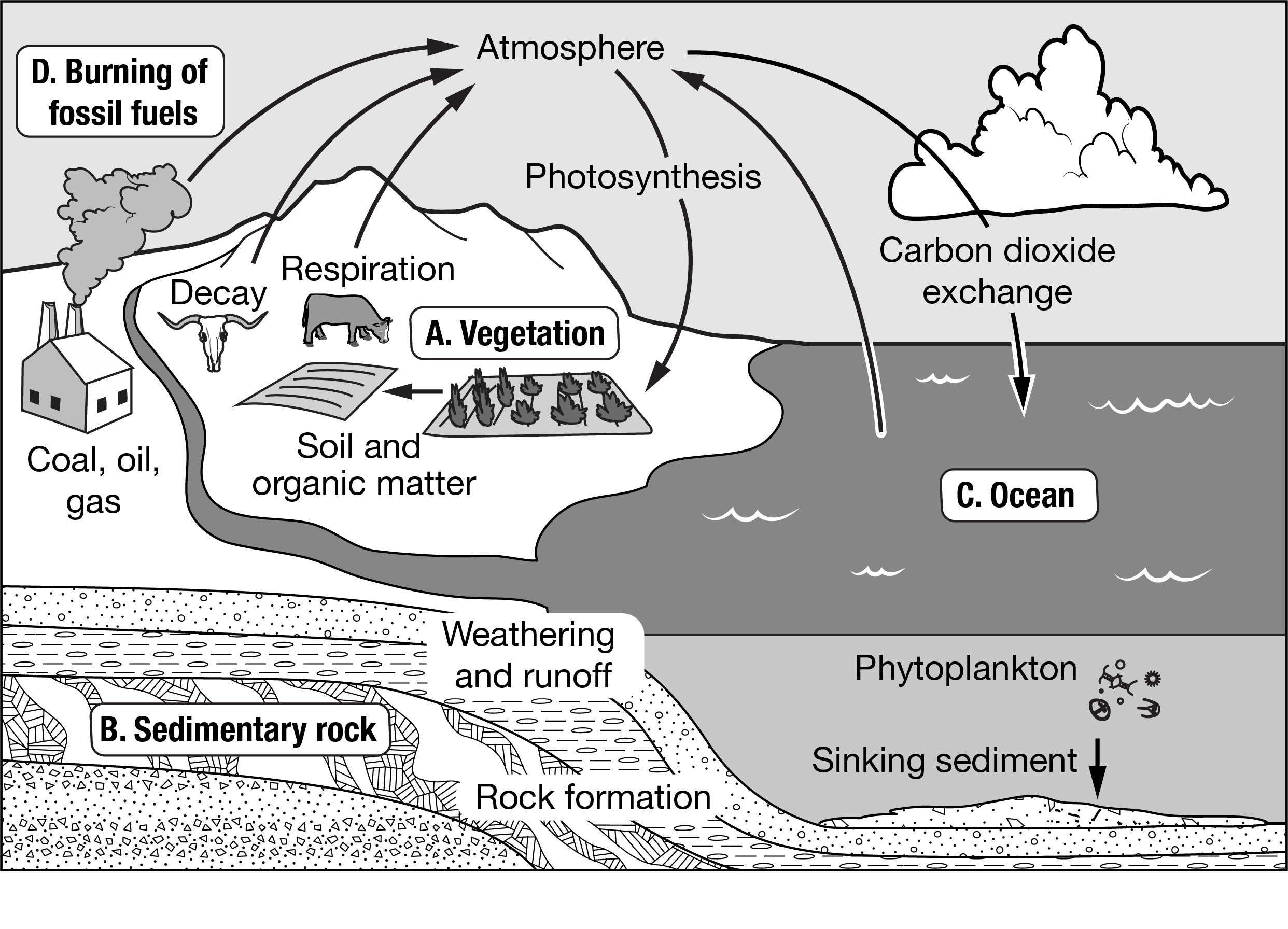 <p>Which box represents a carbon sink that holds carbon compounds for the shortest period of time?<br><strong>A. </strong>A</p><p><strong>B. </strong>B</p><p><strong>C. </strong>C</p><p><strong>D. </strong>D</p>