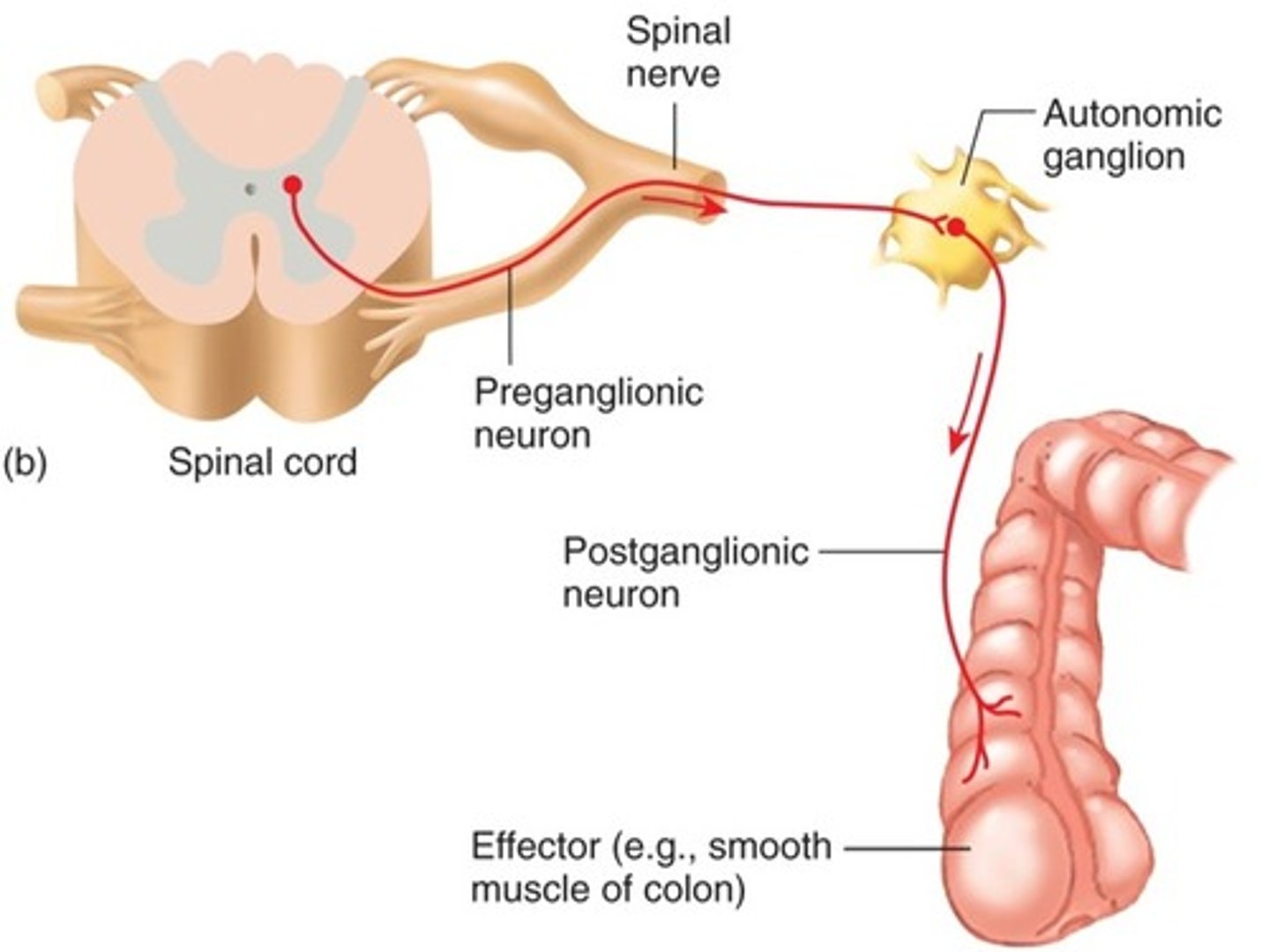 <p>effector organ</p>