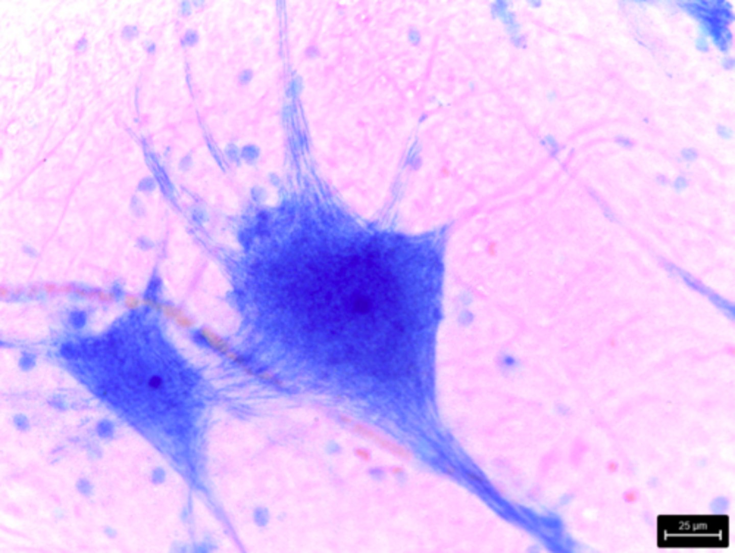 <p>What type of tissue is presented on the slide?</p>