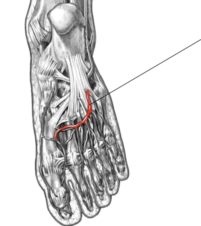 <p>Which arteries:</p><ul><li><p>Arch in bottom of foot</p></li></ul><p></p>