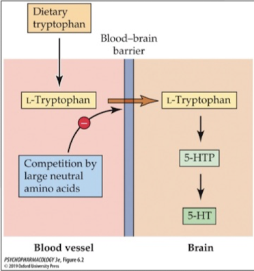 <p>surprisingly found an <strong>increase </strong>in brain tryptophan</p><p>carbs cause a release. of insulin from the pancreas; insulin stimulates uptake. of glucose and many amino acids (not tryptophan) which reduces competition at the BBB allowing more tryptophan to cross and make 5-HT</p>