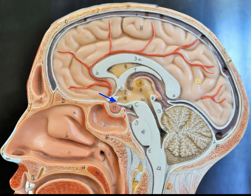 <p>Where in the bone is the pituitary gland located?</p><p>Point out the location, What is the blue arrow pointing to?</p>