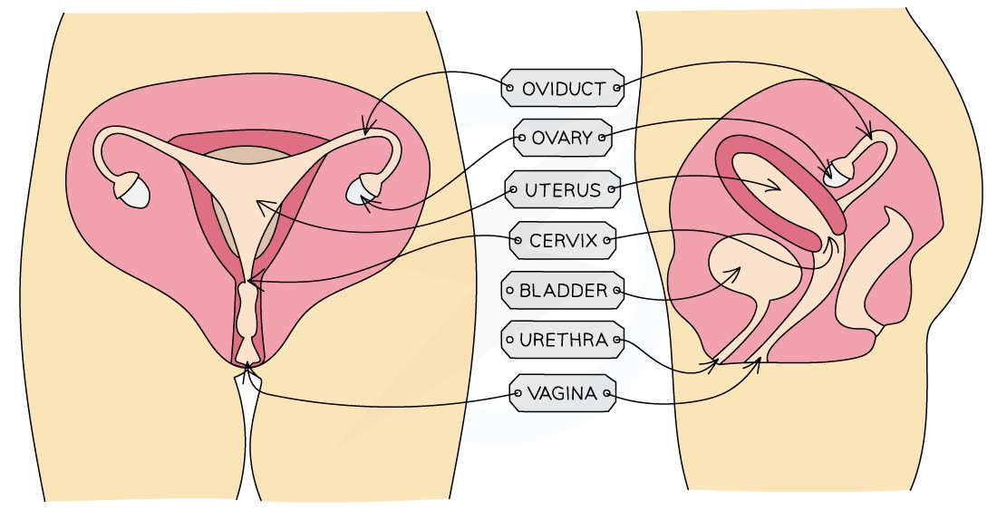 <p>-Ovaries<br />
-Fallopian tubes/oviduct<br />
-Uterus<br />
-Cervix<br />
-Vagina</p>