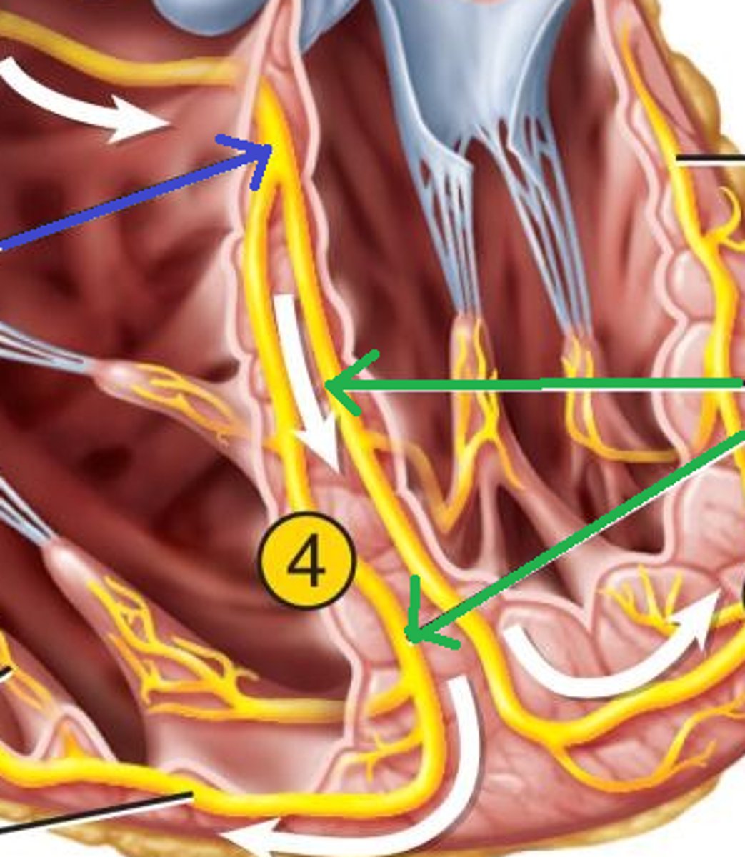 <p>autorhythmic cells that travel down the inter ventricular septum towards the apex</p>