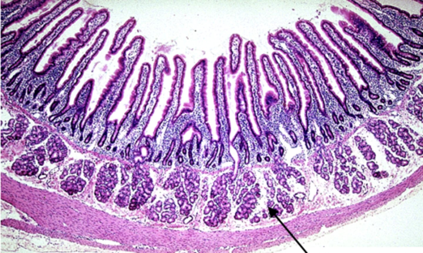 <p>what is this?</p>