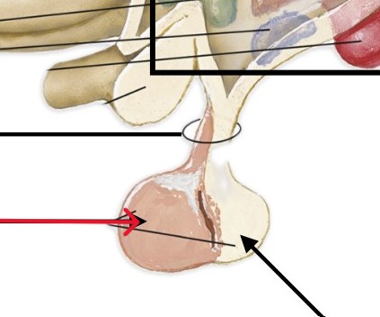 <p>Secretes hormones like TSH, ACTH, FSH, LH, PRL, GH, MSH</p>