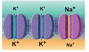 <ul><li><p>always open and allow passive ion movement</p></li></ul><p></p>