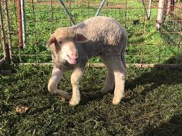 <p>Nonsuppurative arthritis (lambs), post dipping lameness (sheep)</p>