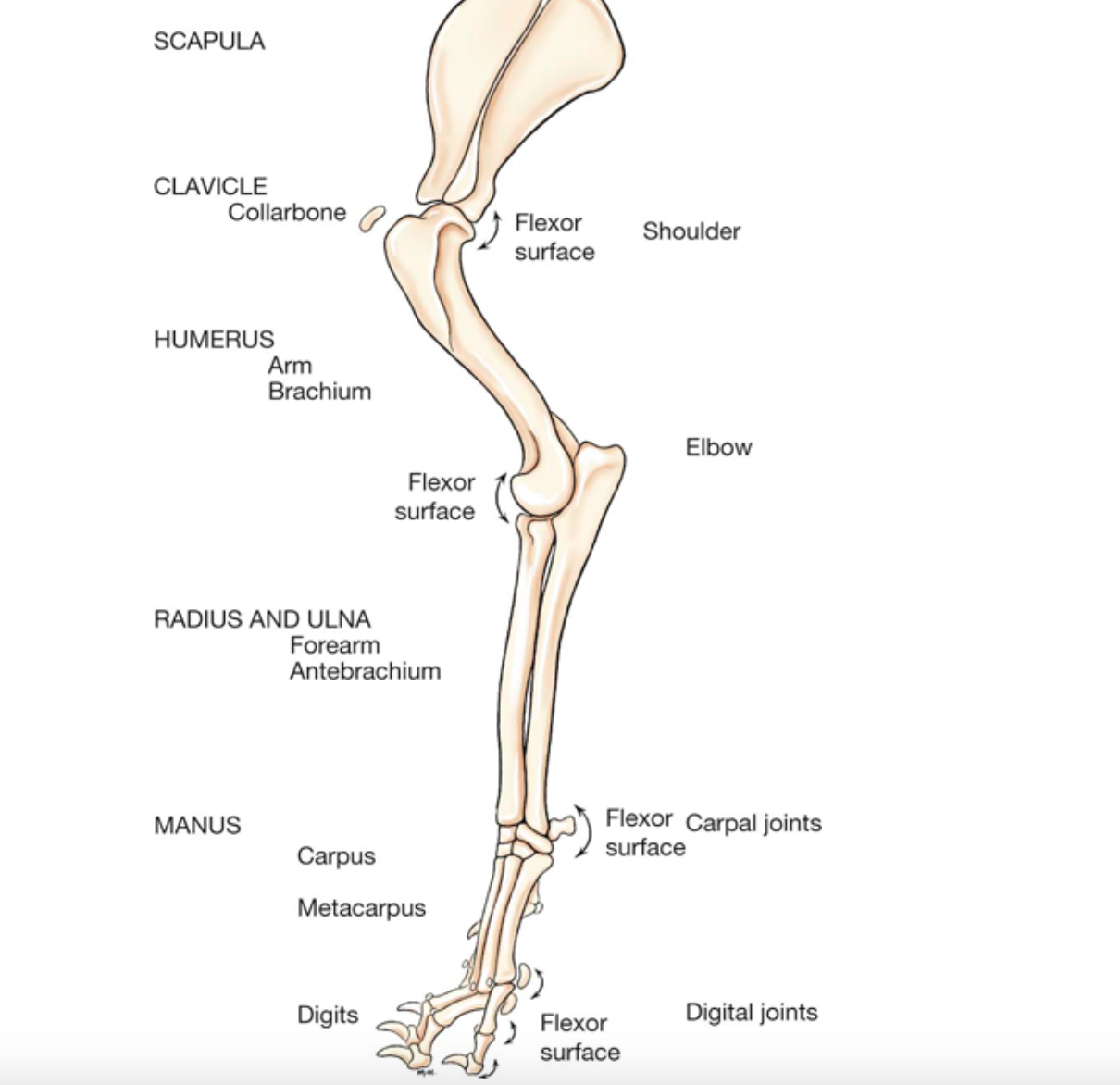 <p>Ilium, Ischium, Pubis, Femur, Patella, Tibia, Fibula, Tarsal, Metatarsal, Phalanges</p>