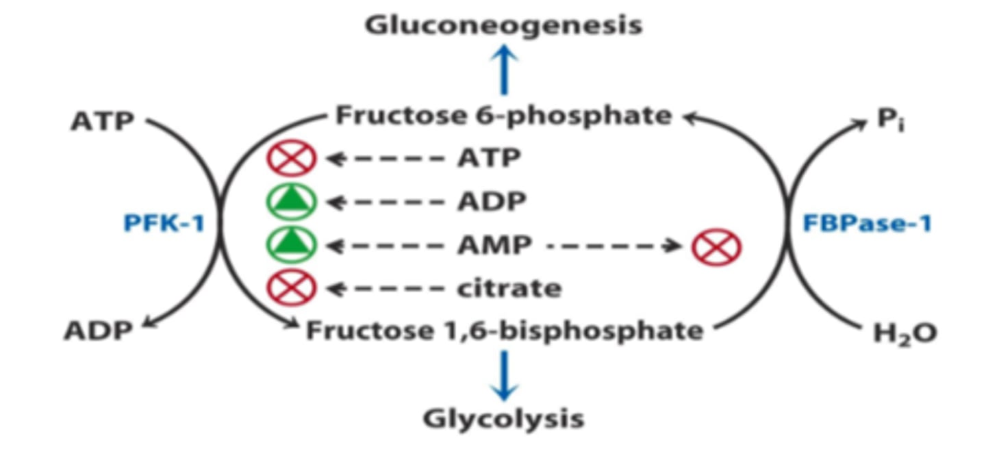 <p>- inhibit: AMP</p><p>- active during low energy to make glucose (2nd bypass)</p>