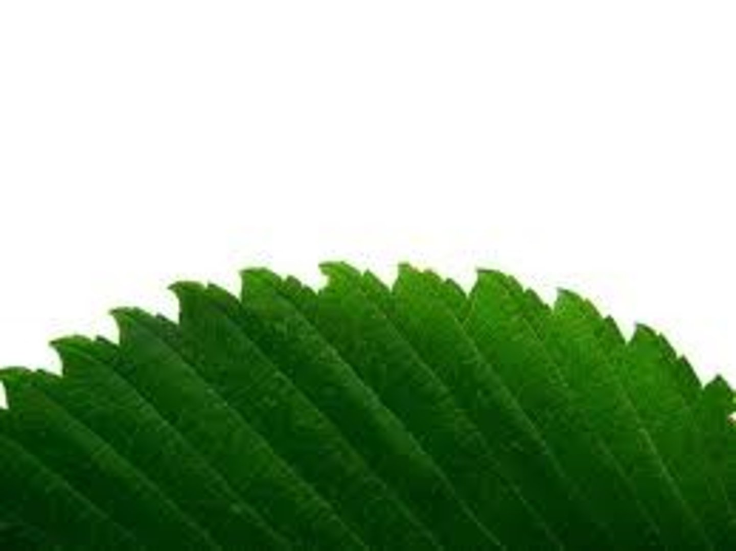 <p>mildly jagged leaf margin type</p>