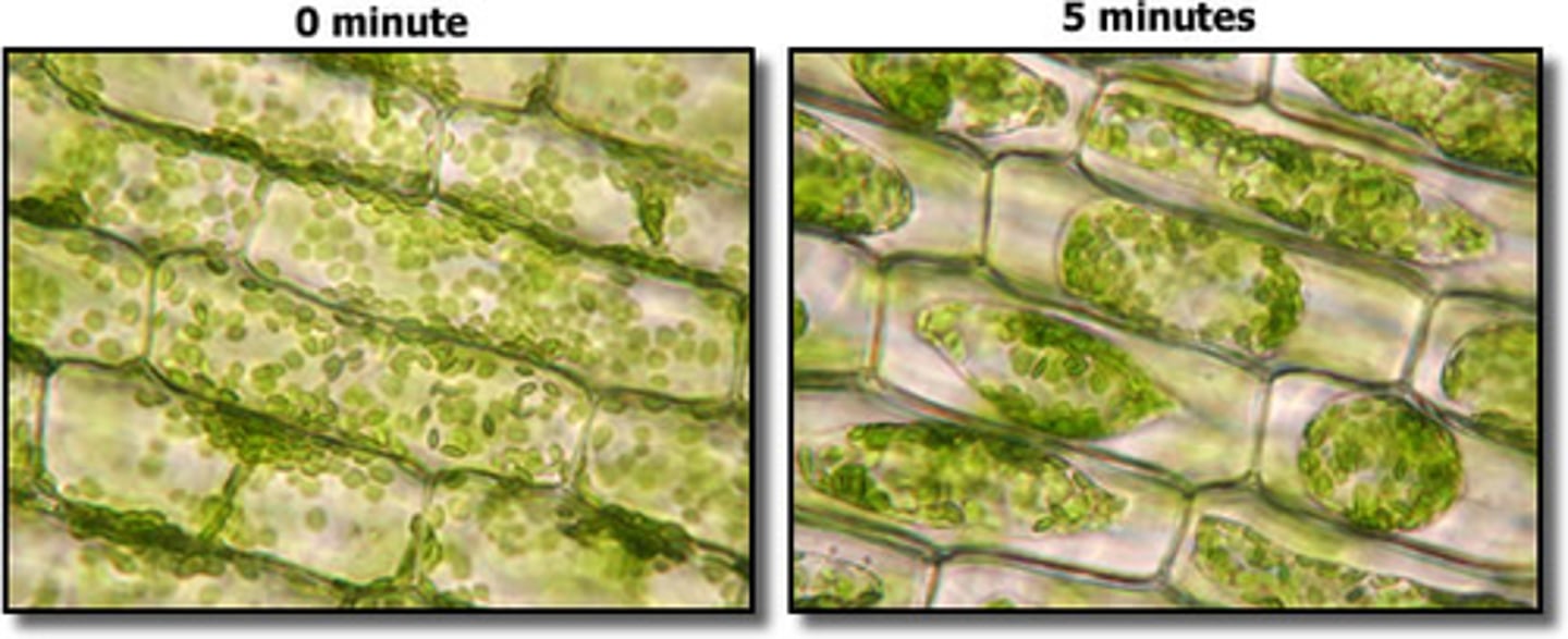 <p>salt creates a hypertonic environment, causing water to move out of the cells</p>
