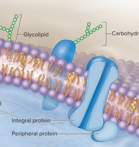 <p>Integral proteins (embedded across bilayer) and peripheral proteins (loosely attached)</p>