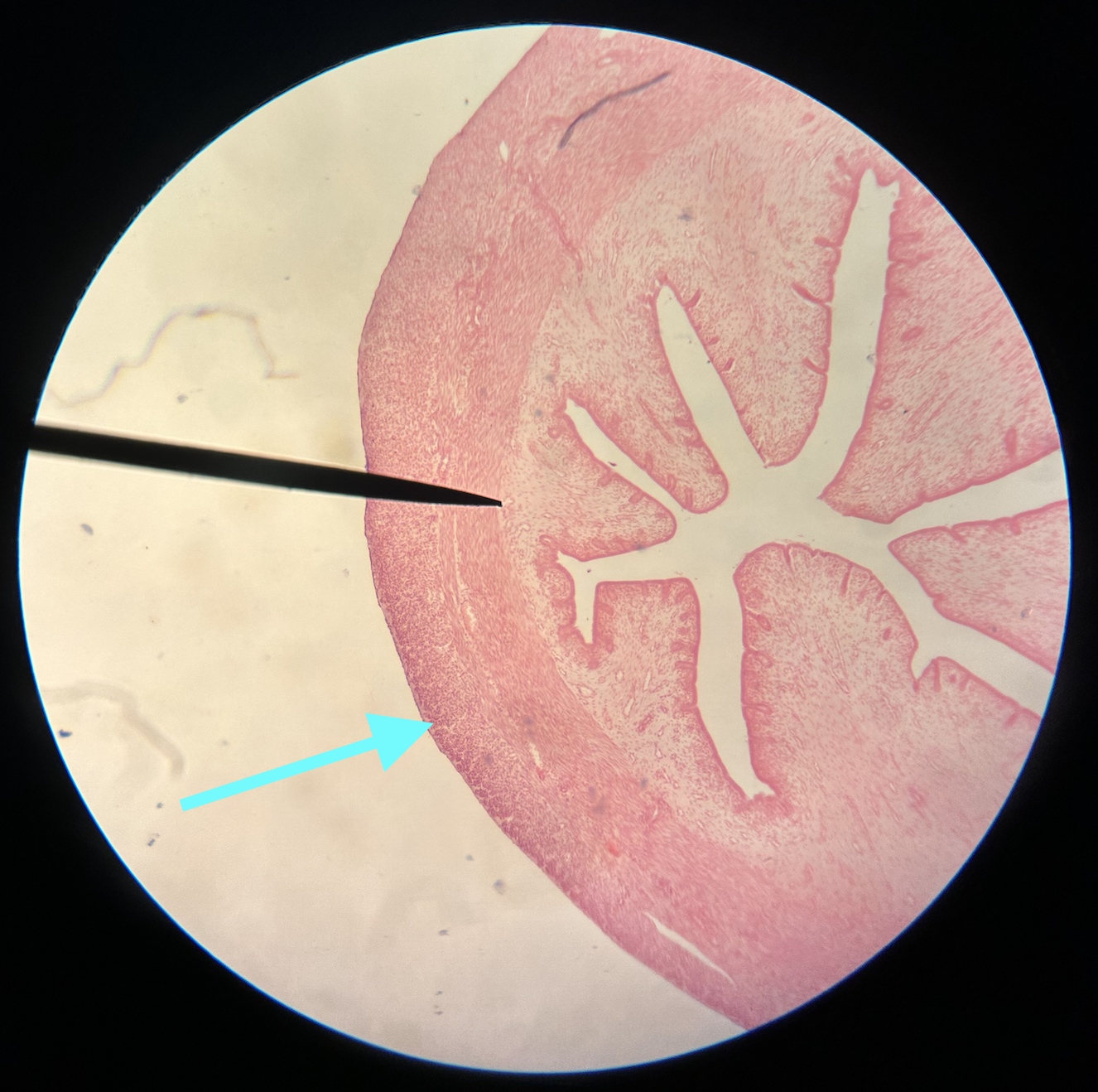 <p>What structure is shown?</p>