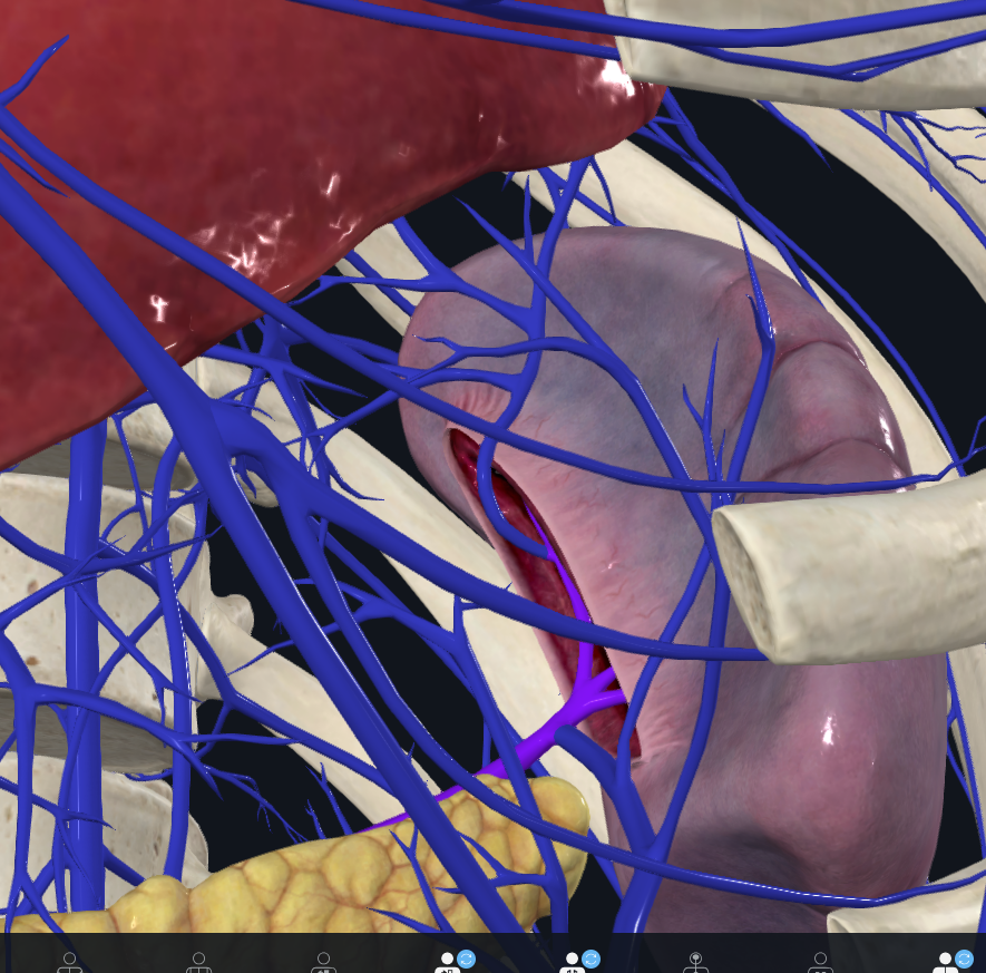 <p>What is highlighted in purple</p>