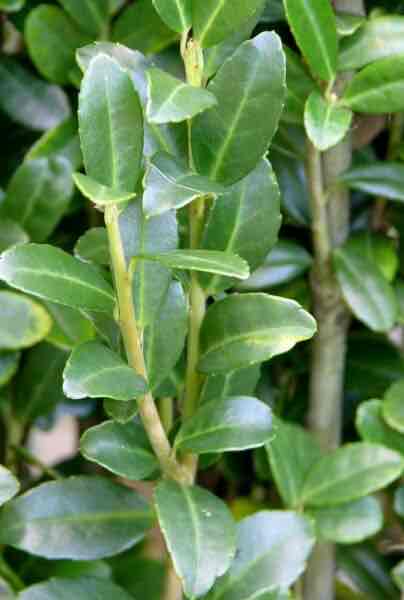 <p>Ilex crenata</p>