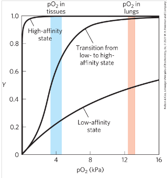 <p>The change of affinity allows oxygen to switch between high affinity and low affinity to make transport of oxygen to the cells possible. if it was completely low affinity not enough oxygen would bind, if it would high affinity it would not release the oxygen. </p>