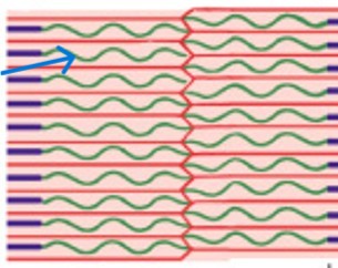 <p>Which part of the I-band is:</p><ul><li><p>Elastic protein, keeps thick and thin filaments aligned</p></li></ul><p></p>