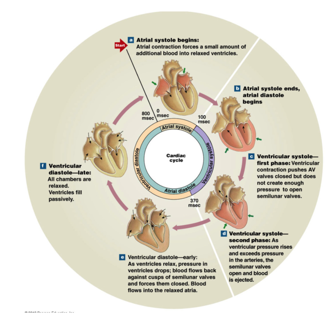 <ul><li><p>relaxation and filling of ventricles with blood</p></li><li><p>atrial contraction</p></li></ul><ul><li><p>SIMILAR EVENTS OCCUR ON RIGHT AND LEFT SIDE</p></li><li><p><strong>BLOOD FLOWS FROM HIGHER TO LOWER PRESSURE</strong></p></li></ul><p></p><p>ventricles just ejected blood to arteries → empty ventricles</p><p></p><p><strong>Early Diastole → ventricles relax</strong></p><ul><li><p>pressure drops</p></li><li><p><strong>isovolumetric relaxation</strong>: all heart valves closed (no blood volume movement) → pressure less than arteries, but more than atria</p></li><li><p><u>Artery (aorta and pulmonary trunk) pressure > Ventricular pressure (because ventricles just pumped out blood) → semilunar valves (pulmonary + aortic) closed</u></p></li><li><p><u>Ventricular pressure > Atrial pressure → AV valves (tricuspid + mitral) close</u></p></li></ul><p></p><ol start="2"><li><p><strong>Late Diastole → continued ventricular relaxation</strong></p></li></ol><ul><li><p>ventricular pressure continues to drop</p></li><li><p><u>Ventricular pressure < Atrial pressure → AV valves open</u></p><ul><li><p><u>blood flow from atria → ventricles</u></p></li></ul></li><li><p><strong>Rapid Ventricular Filling</strong>: “Passive filling” → 70% of blood pours into ventricles via pressure difference (blood travels from high → low pressure) and gravity </p></li></ul><p></p><ol start="3"><li><p><strong>Atrial Systole</strong></p></li></ol><ul><li><p>ventricles “topped off” → push remaining 30% of blood into ventricles via atrial contraction</p></li></ul><p></p><p><strong>End Diastolic Volume</strong> → approx 150mL blood per ventricle</p><p></p>