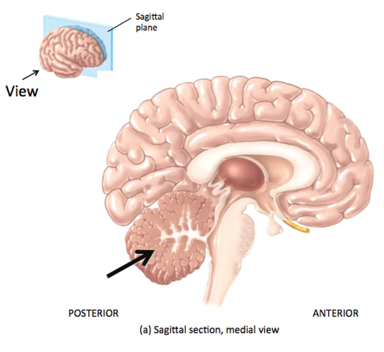 <p>Structure. Tan around white</p>