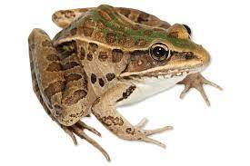 Ranidae - Lithobates sphenocephalus