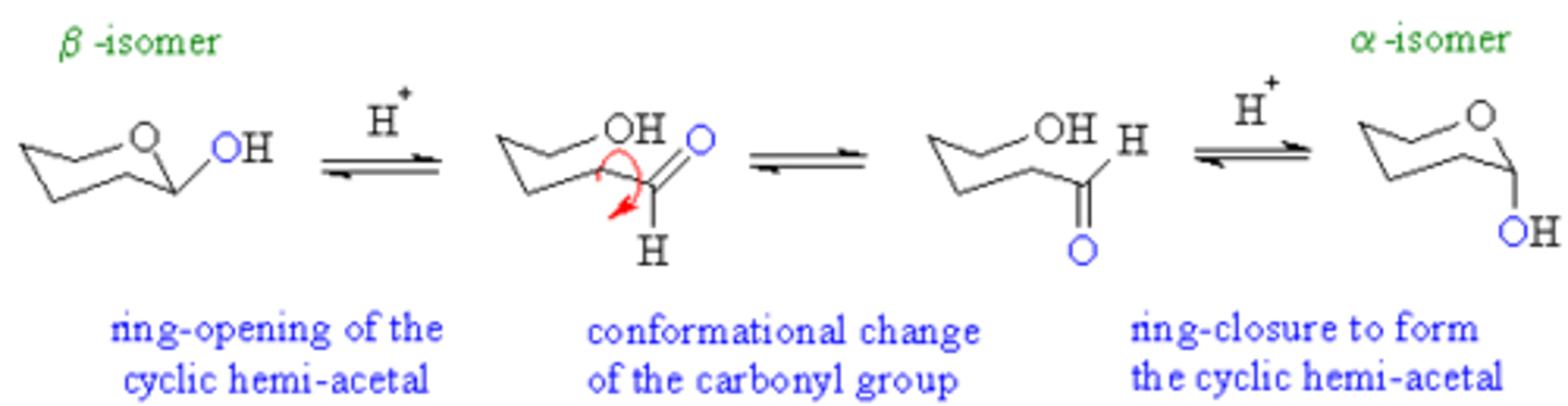 <p>Mutarotation is when the ring-form of the sugar opens up and then recloses again. This may cause the sugar to bounce back and forth between the α and β anomers.</p>
