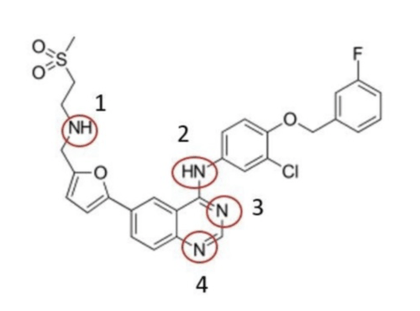 <p>Which highlighted nitrogen is NOT part of the 4-anilinoquinazoline pharmacophore?</p>