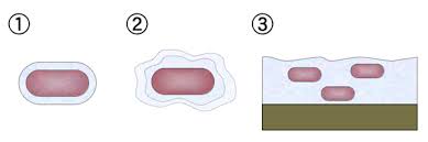 <ol><li><p>A well organized thick, gelatinous outer covering that is <u>outside of the bacterial cell wall</u></p></li><li><p>Loose, unorganized, easily removable gel-coating <u>outside of the bacterial cell wall</u></p></li><li><p>Structured community of bacteria enclosed in a self-produced slime matrix attached to the surface</p></li></ol><p></p>